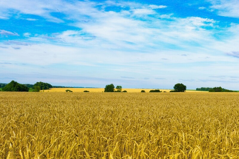 Navigating the Future of Grains After Russia's Withdrawal from the Corridor Agreement