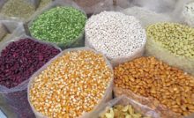Grain Testing Lab in Egypt