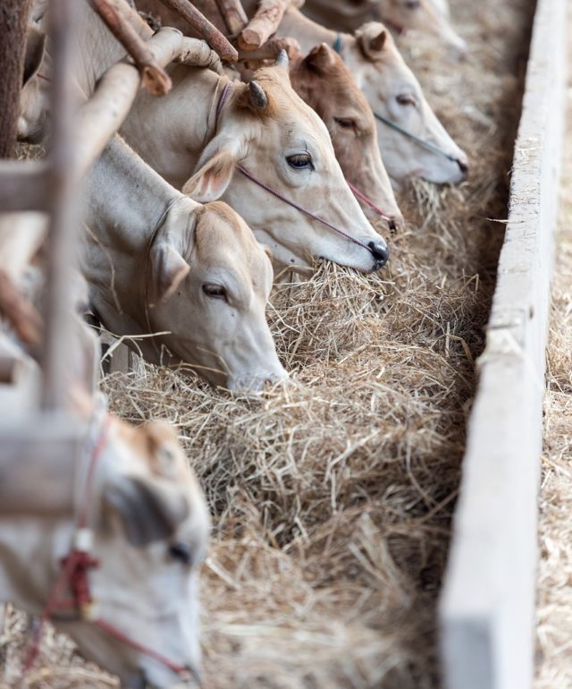 animal feed testing