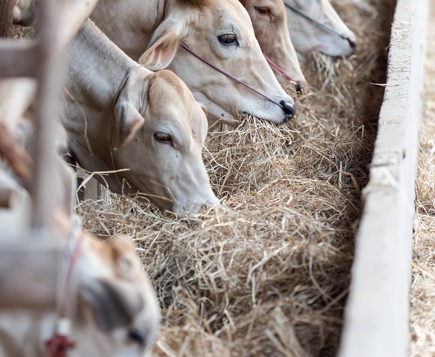 animal feed testing