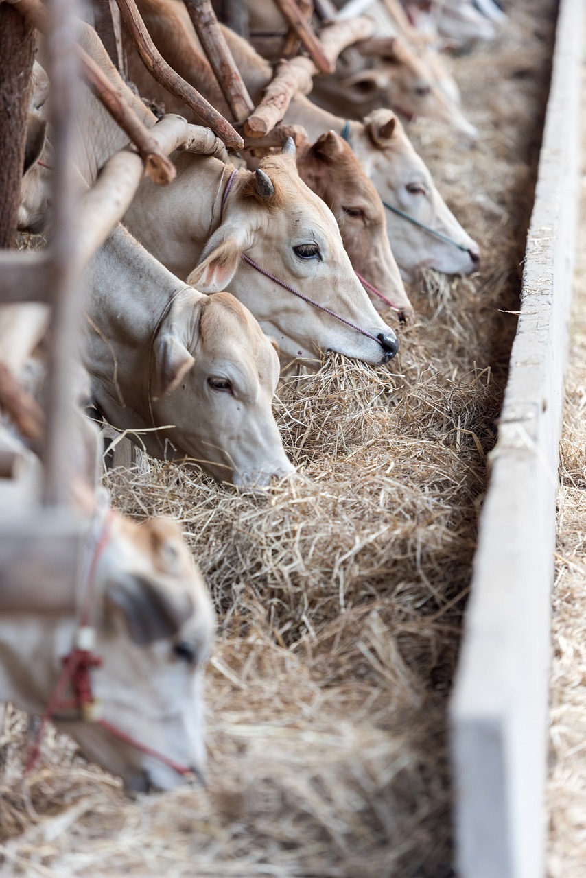 animal feed testing