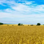 Navigating the Future of Grains After Russia's Withdrawal from the Corridor Agreement
