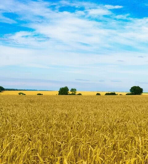 Navigating the Future of Grains After Russia's Withdrawal from the Corridor Agreement