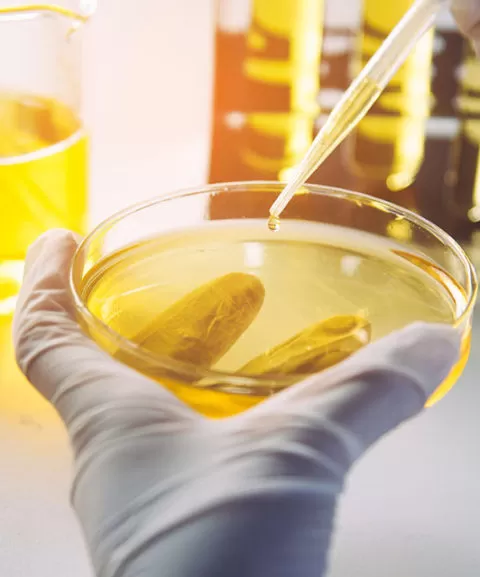 Oil Testing Lab in Egypt